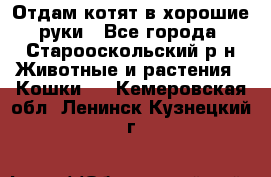 Отдам котят в хорошие руки - Все города, Старооскольский р-н Животные и растения » Кошки   . Кемеровская обл.,Ленинск-Кузнецкий г.